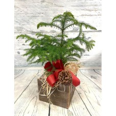 Northern Norfolk Pine Signature Design (Similar to Shown
8 Pot Size (larger))