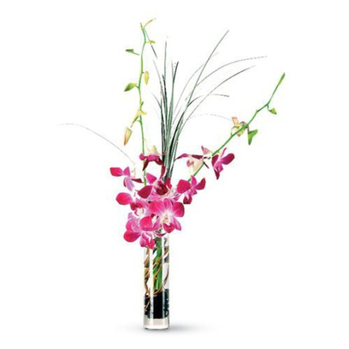 Orchid Breeze (Standard)