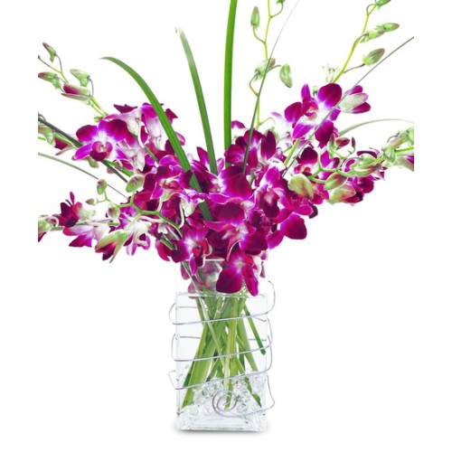 Orchid Delight (As Shown)