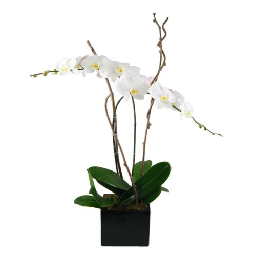 Orchid Simplicity (Premium)