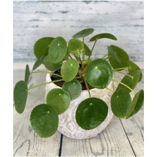 Chinese Money Plant (4
