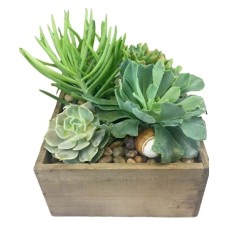Beachside Succulent Garden (Premium
Larger than Shown, More Plants)