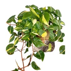 Brazil Philodendron Plant (As Shown
6
