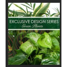 Exclusive Green Plant Garden (12