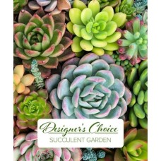 Designer's Choice Succulent Garden (Most Popular
Designers Choice)