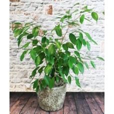 Ficus Benjamina Tree (10