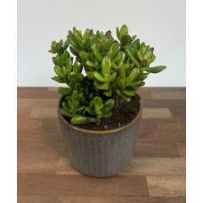 Jade Plant (Larger
6