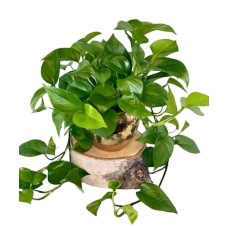 Pothos Plant Signature Design (4