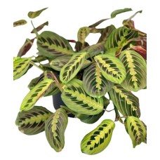 Prayer Plant (6