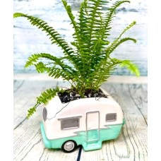 Weekend Warrior (As Shown
Plant may vary)