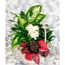 Plants of Peace Signature Design (Classic
Smaller Version Than Shown)