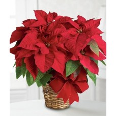 Poinsettia (4