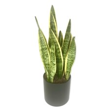 Snake Plant (6