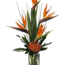 Tropical Sunset (Premium
Larger, more flowers)
