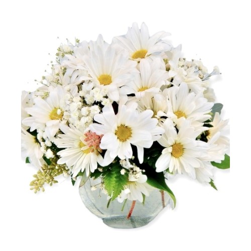 Daisy Daze (Standard)