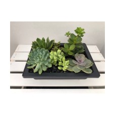 ASSORTED SUCCULENTS DISH GARDEN SUCCULENTS