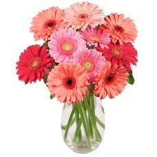 DANCING DAISIES (Deluxe)