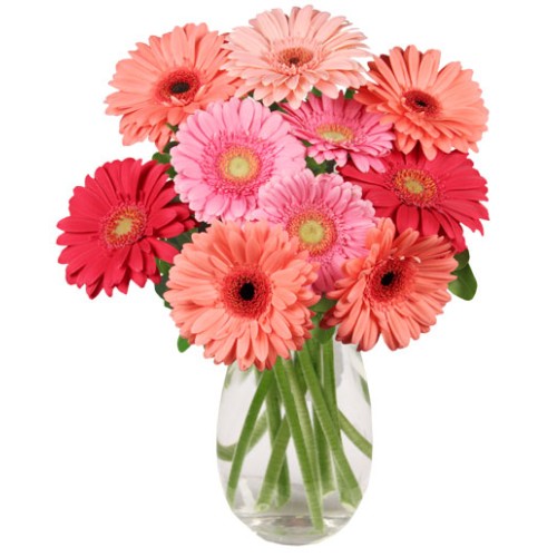 DANCING DAISIES (Deluxe)