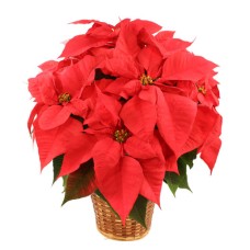 VIBRANT RED POINSETTIA FLOWERING PLANT (Standard)