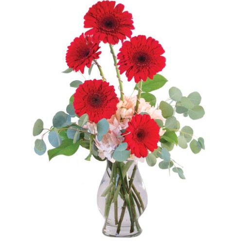 CRIMSON GERBERAS (Standard)
