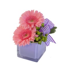 PETITE GERBERAS (Standard)