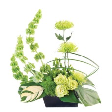 LOVELY LIME (Standard)
