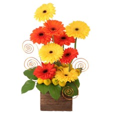 SUNUP GERBERAS (Deluxe)