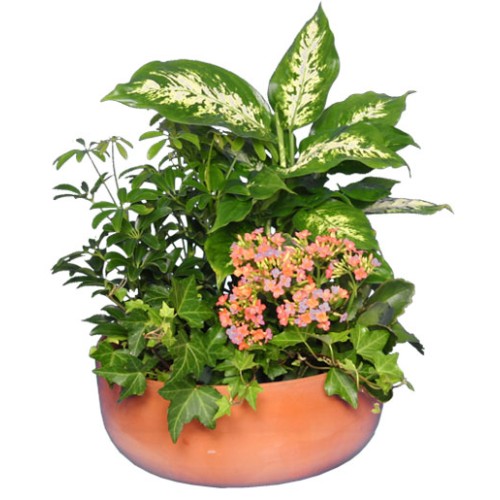 GARDEN PLANTER (Standard)