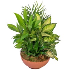 GREEN THUMB (Standard)