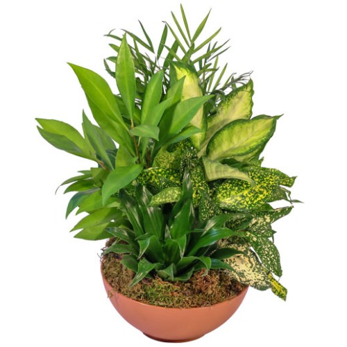 GREEN THUMB (Standard)