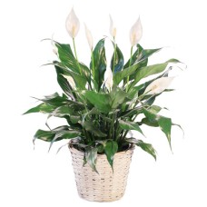 BLOOMING PEACE LILY HOUSE PLANT (Standard)
