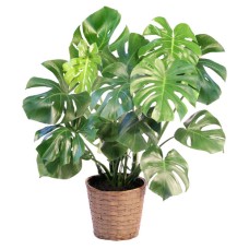 MONSTERA HOUSE PLANT (Deluxe)