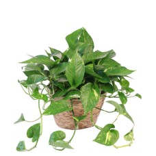 HANGING GOLDEN POTHOS HOUSE PLANT (Deluxe)
