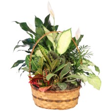 Plentiful Plant Basket Dish Garden (Deluxe)