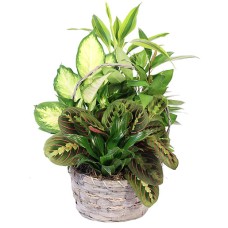 EMERALD DELIGHT DISH GARDEN (Deluxe)