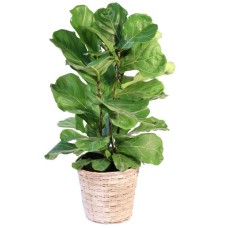 FIDDLE LEAF FIG HOUSE PLANT (Deluxe)