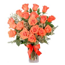 ORANGE ADMIRATION (Standard)