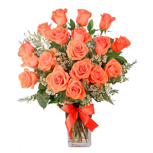 ORANGE ADMIRATION (Standard)