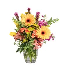 DAINTY DARLING (Standard)