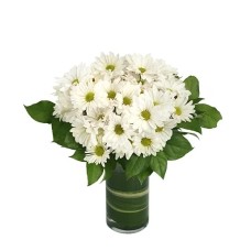 DAZZLING DAISY POMS (Standard)