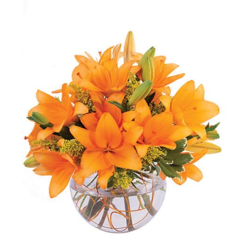 ORANGE LILY SORBET (Standard)