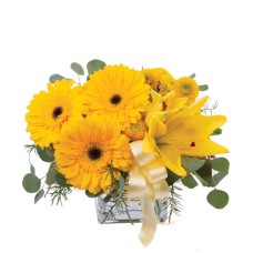 PETITE YELLOW (Deluxe)