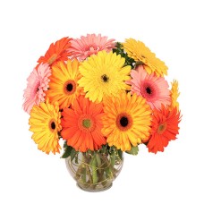 GROOVY GERBERAS (Standard)