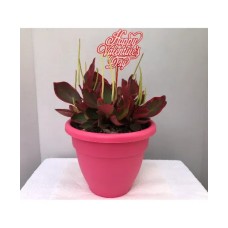 Valentine's Day Peperomia 9 Inch Potted Plant