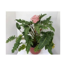 Valentine's Day Xanadu 8 Inch Potted Xanadu
