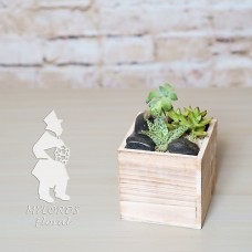 Oasis Box