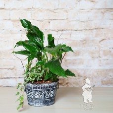Peace of the Jungle
