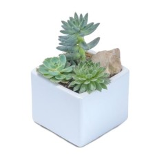 Mini Stunning Succulent (Deluxe)