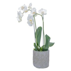 White Elegance Orchid (As Shown)