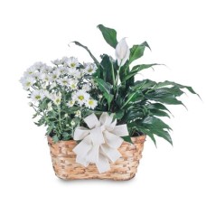 Blooming and Green Plant Combination (Deluxe)